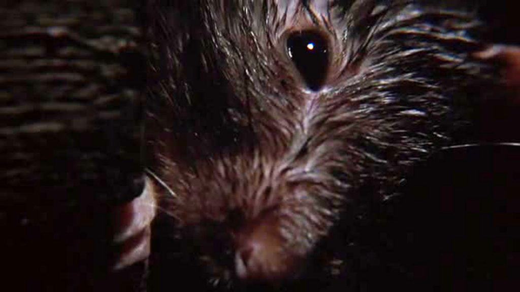 giant rat closeup